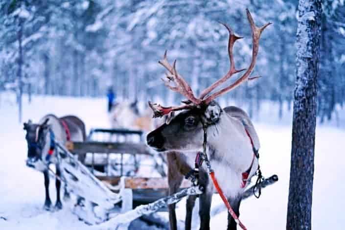 What do reindeer hang on their Christmas trees