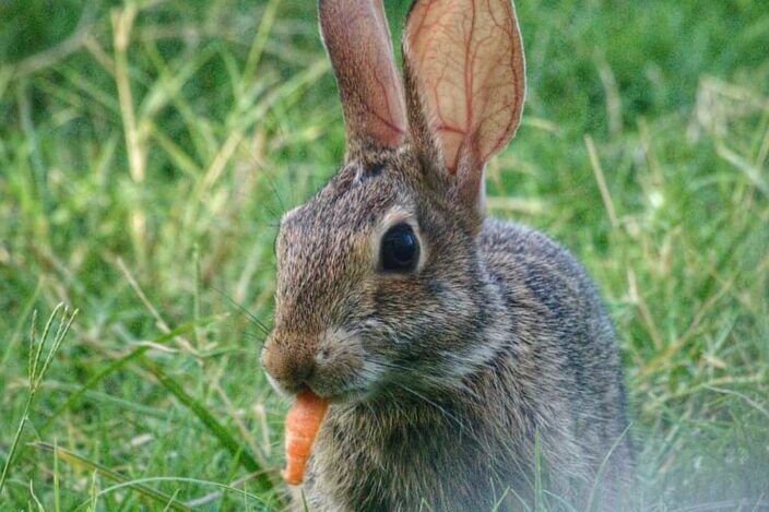 a rabbit eating a carrot
