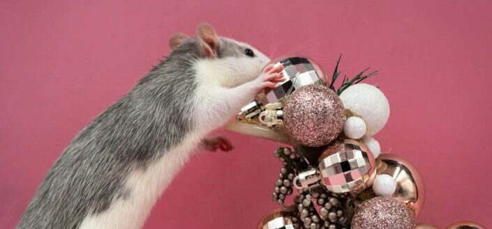 A rat playing with christmas balls