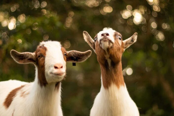 brown and white goats