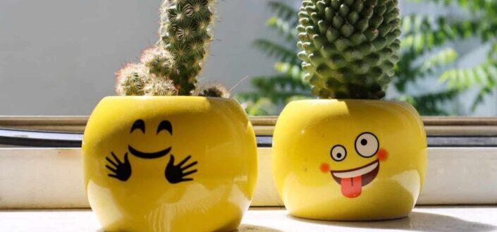 Cactus Plants in Yellow Ceramic Smiley Vases