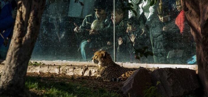 cheetah in cage near people