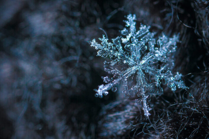 Single Snowflake on a Pine Tree