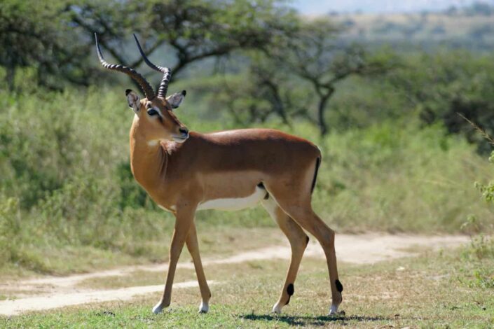an antelope