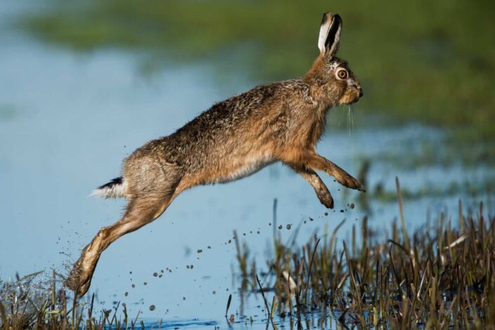 Jumping hare