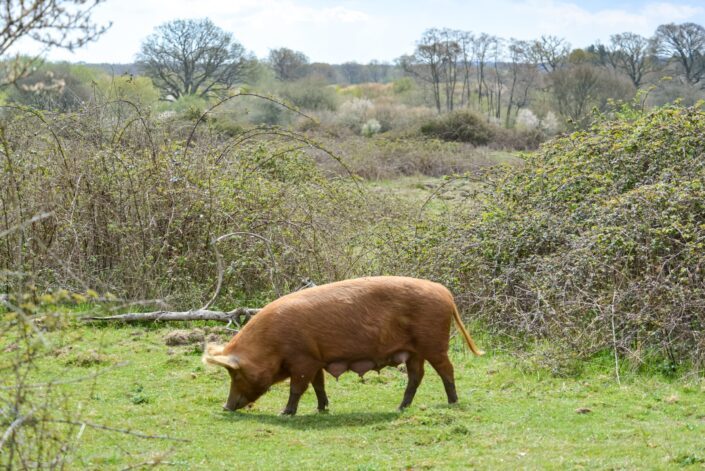 brown pig