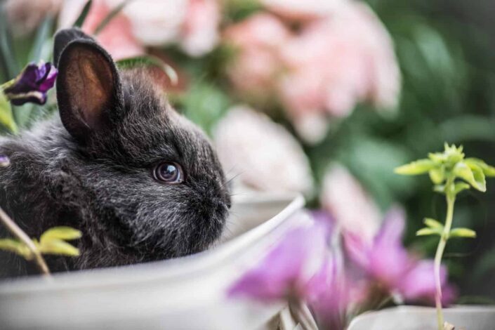 rabbit near flowers