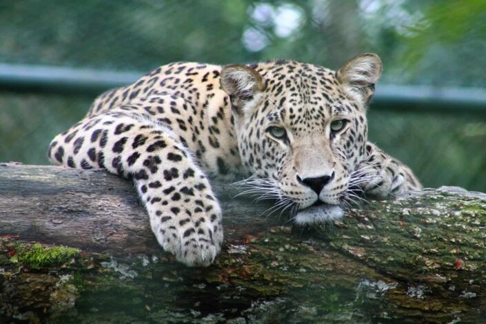 Peeking leopard