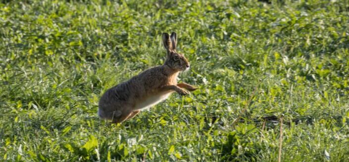 a rabbit hopping
