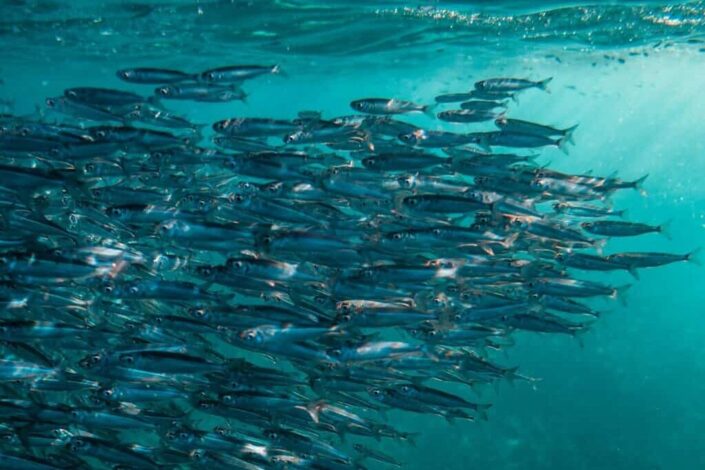 school of fish underwater