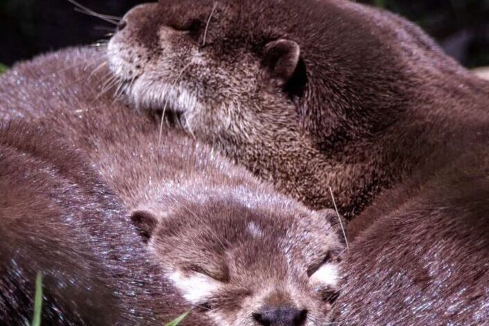 Sleeping otters