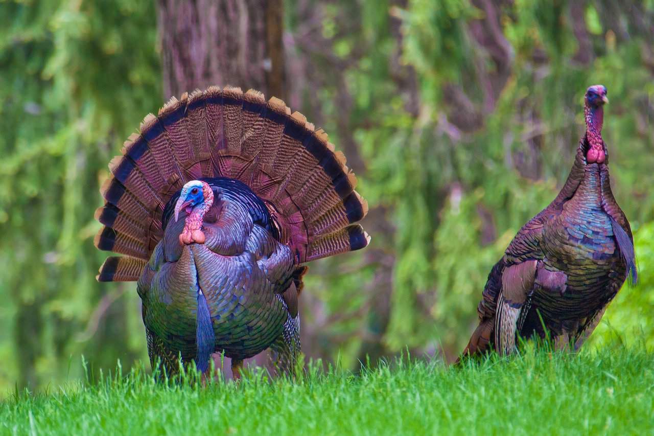 Two turkeys standing on green grass