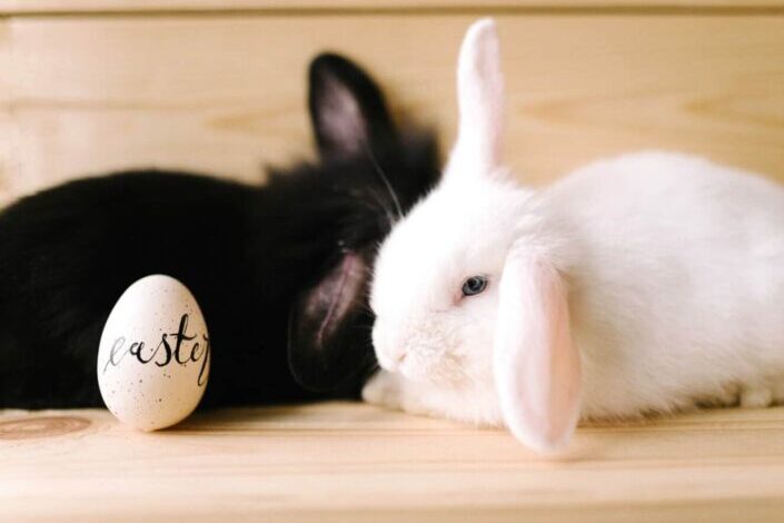 White rabbit beside an easter egg