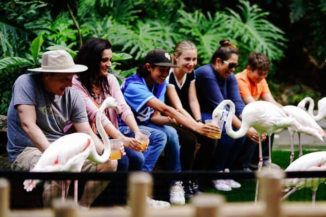 people feeding white swans - Zoo Puns