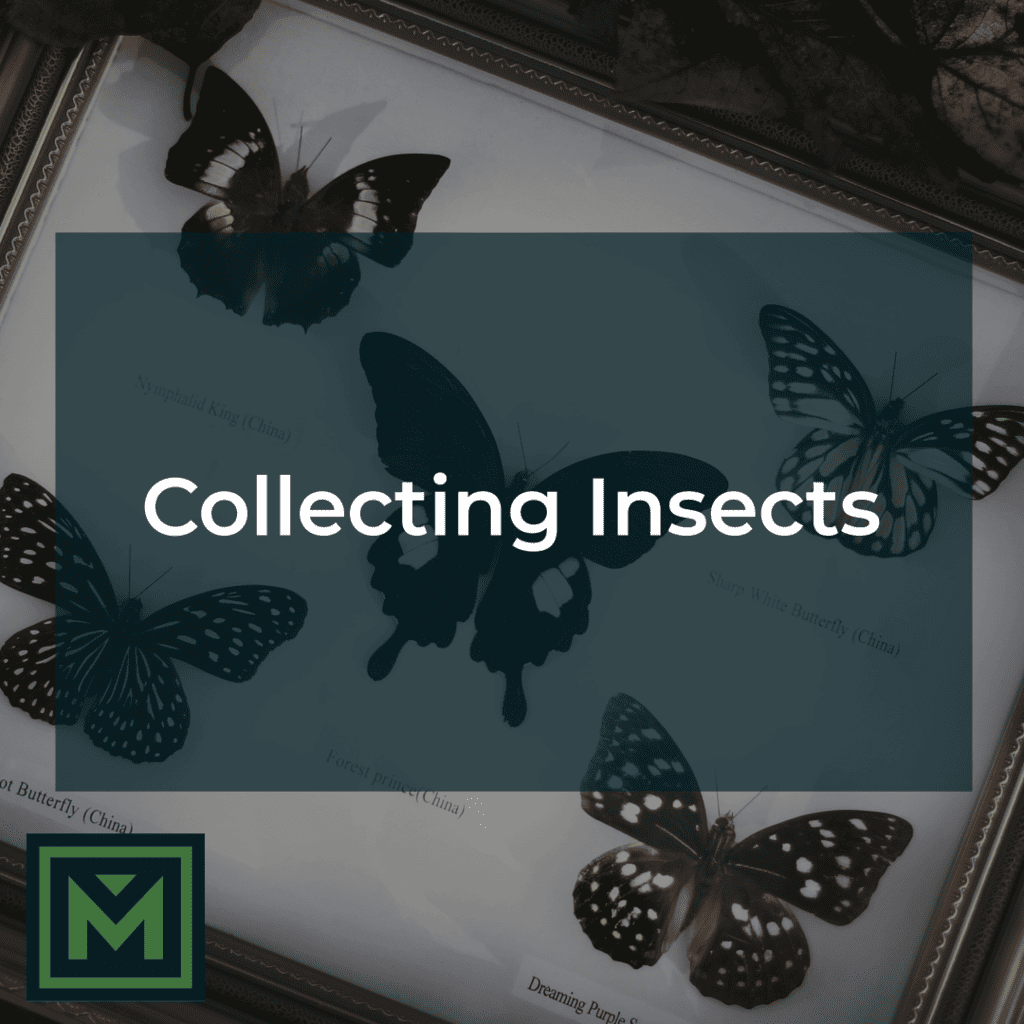 Collecting Insects.