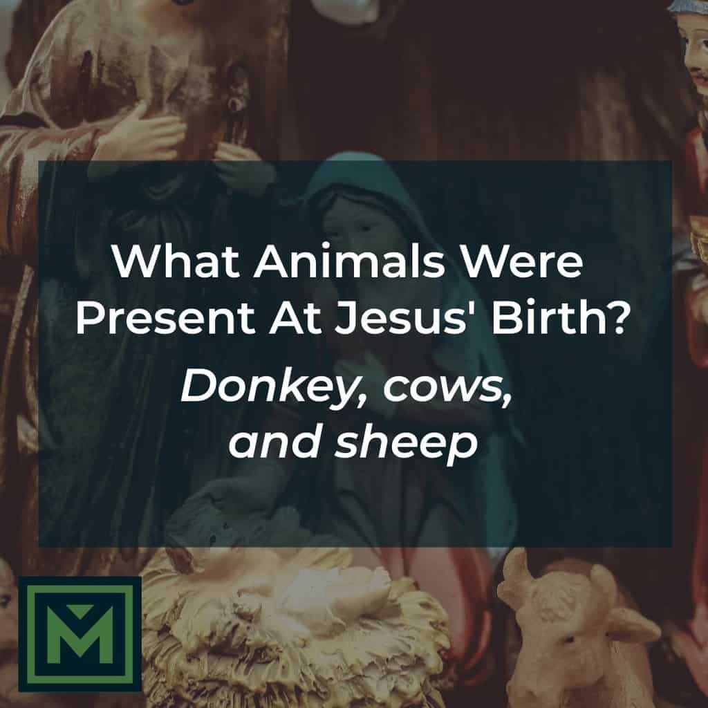 What animals are present