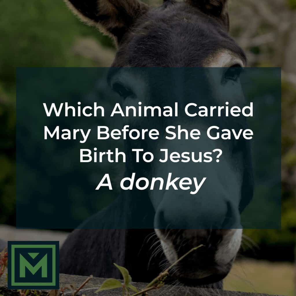 Which animal carried mary